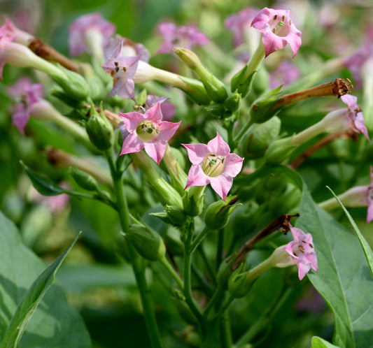 Tobacco, Shirazi (Nicotiana tabacum var. shirazi)