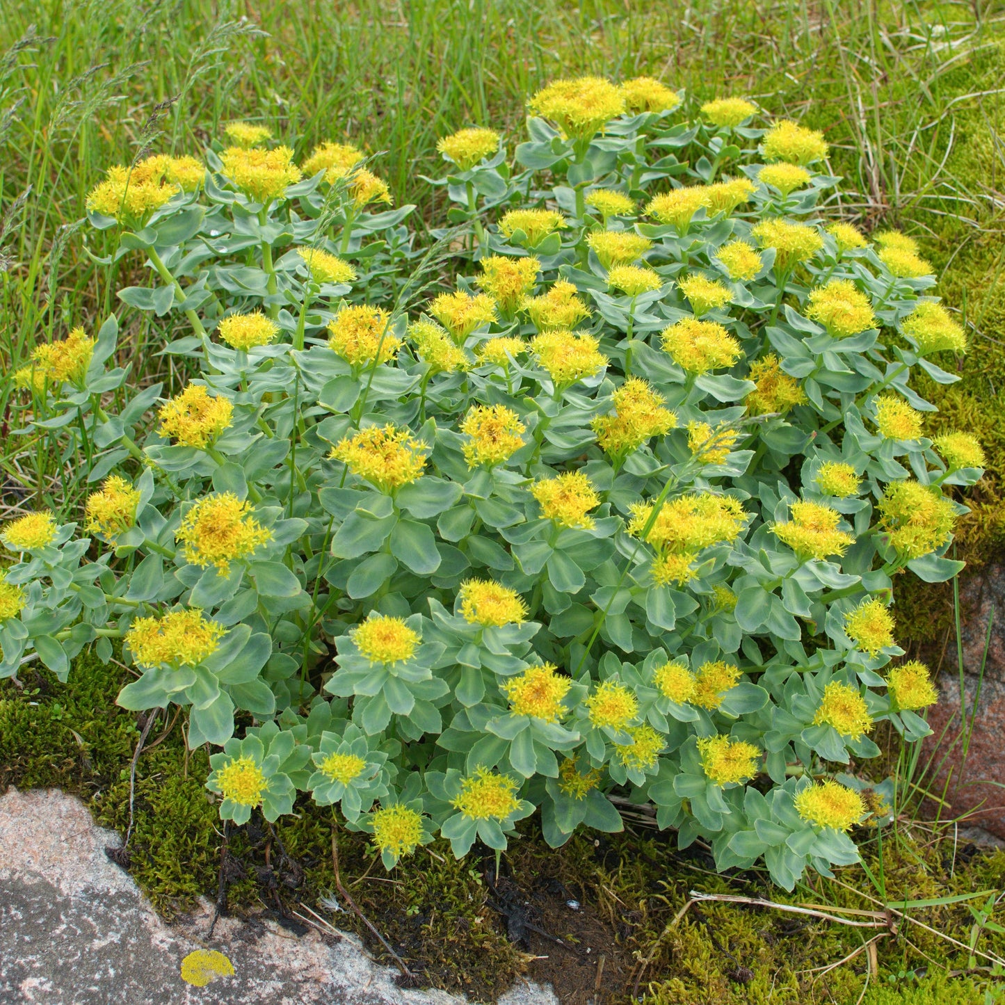 Rhodiola, Russian (Rhodiola rosea)