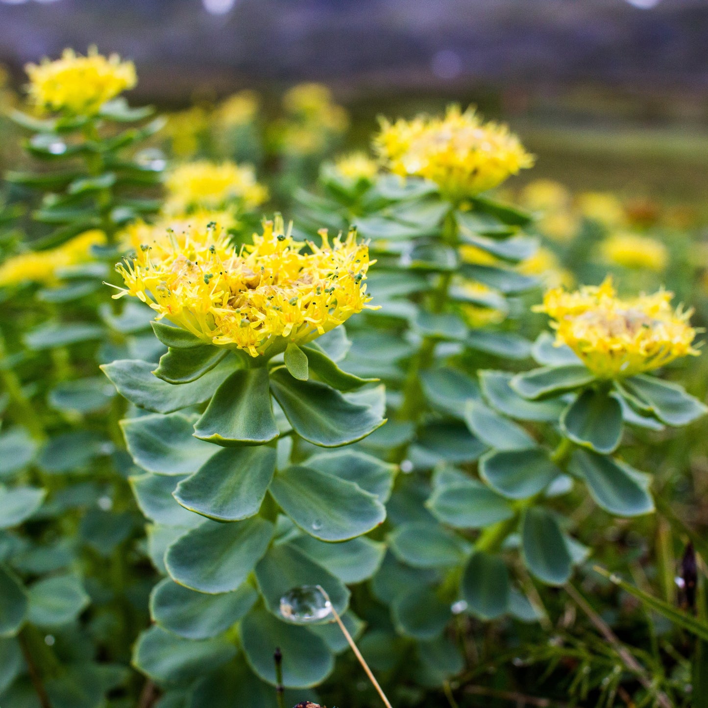 Rhodiola, Russian (Rhodiola rosea)