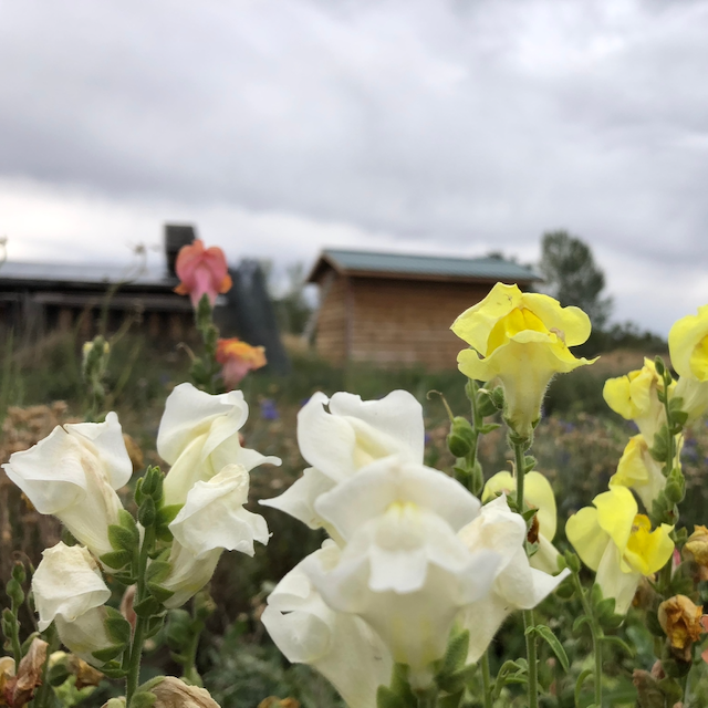 Snapdragon Mix
