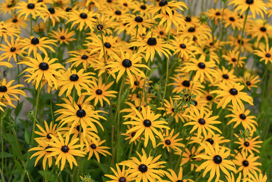 Black-Eyed Susan, Sweet (Rudbeckia subtomentosa)