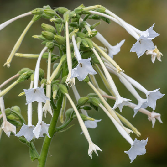 Tobacco, Sylvestris aka Woodland (Nicotiana sylvestris)