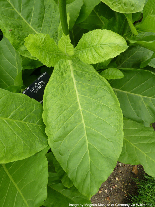 Tobacco, Sylvestris aka Woodland (Nicotiana sylvestris)