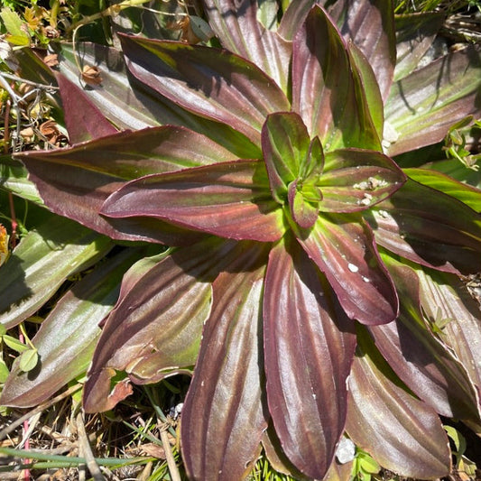 Plantain, Tall Coastal (Plantago subnuda)