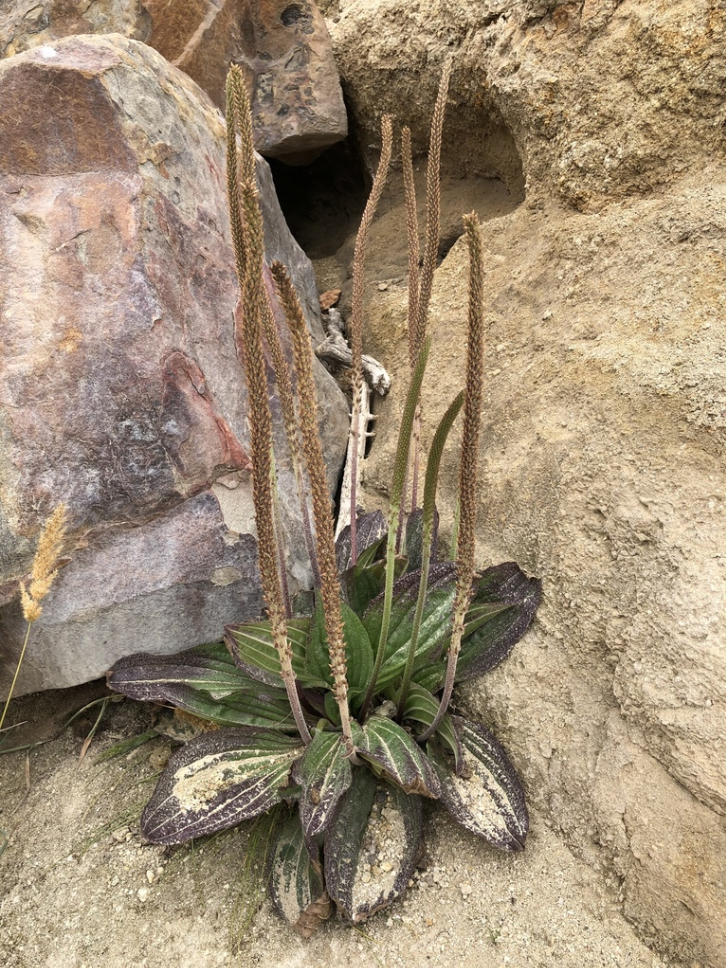 Plantain, Tall Coastal (Plantago subnuda)