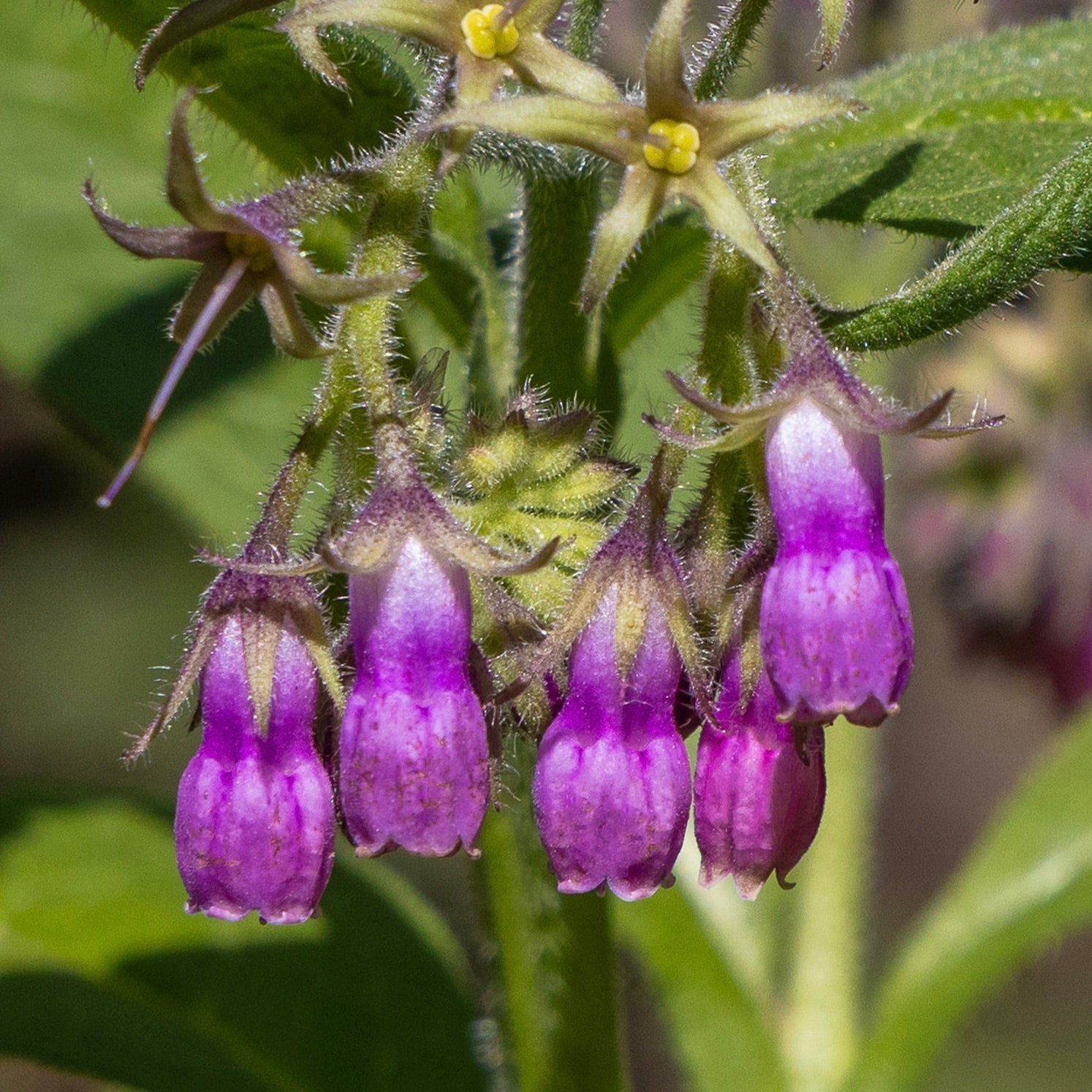 comfrey plant Comfrey, True (Symphytum officinale var. patens)