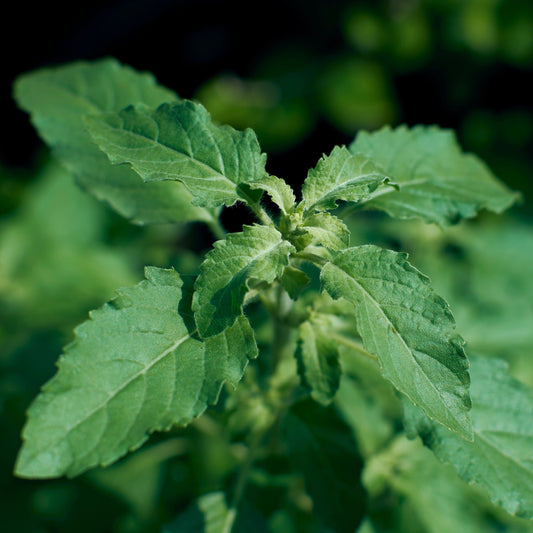 Tulsi, Vana aka Holy Basil (Ocimum tenuiflorum var. vana)