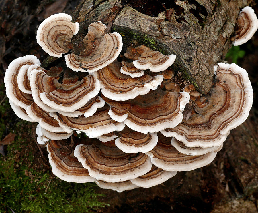 Turkey Tail Mushroom Culture - 10ML