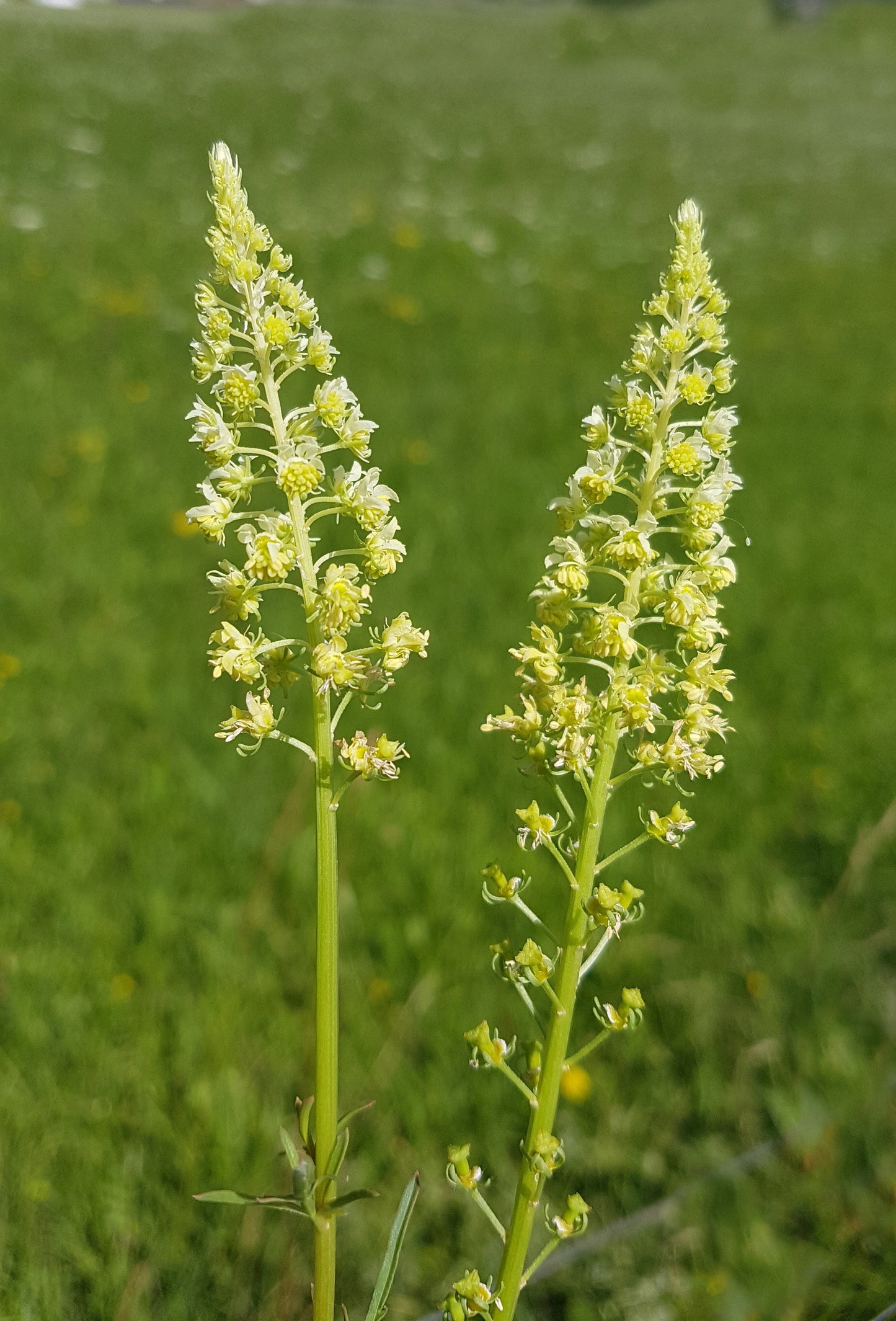 Weld aka Dyer's Rocket (Reseda luteola)