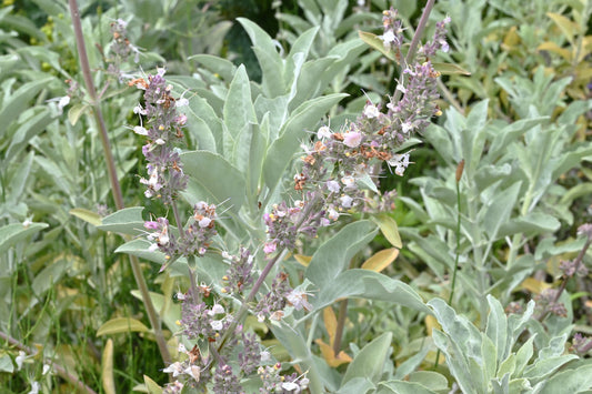 Sage, White (Salvia apiana)