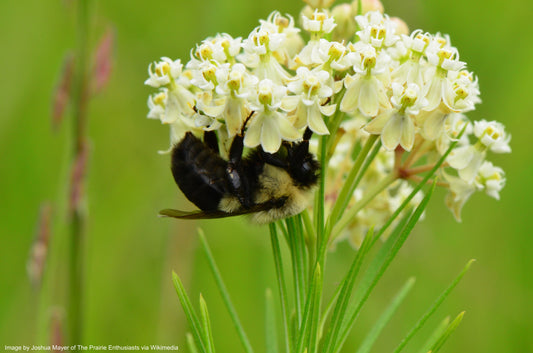 Milkweed, Whorled (Asclepias verticillata)