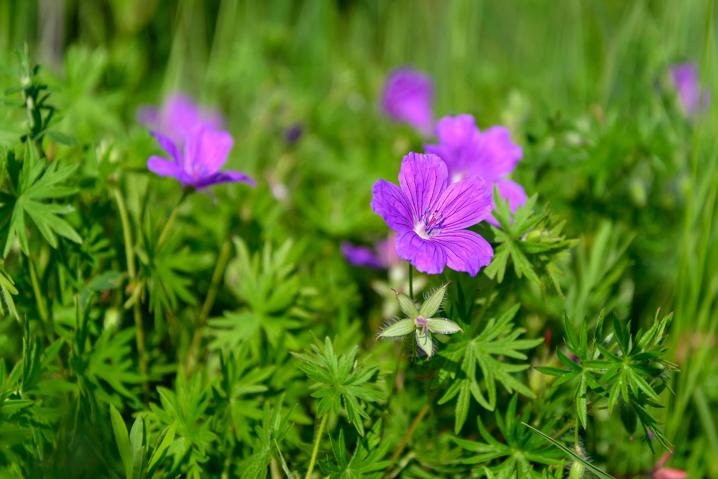 Geranium, Wild (Geranium maculatum)