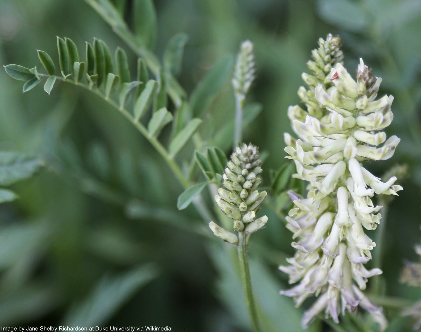 Licorice, Wild (Glycyrrhiza lepidota)