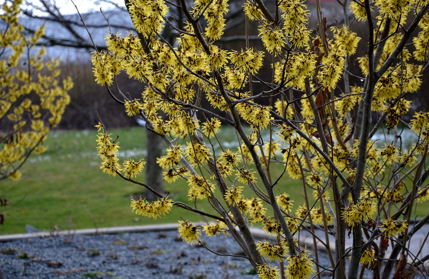 Witch Hazel (Hamamelis virginiana)