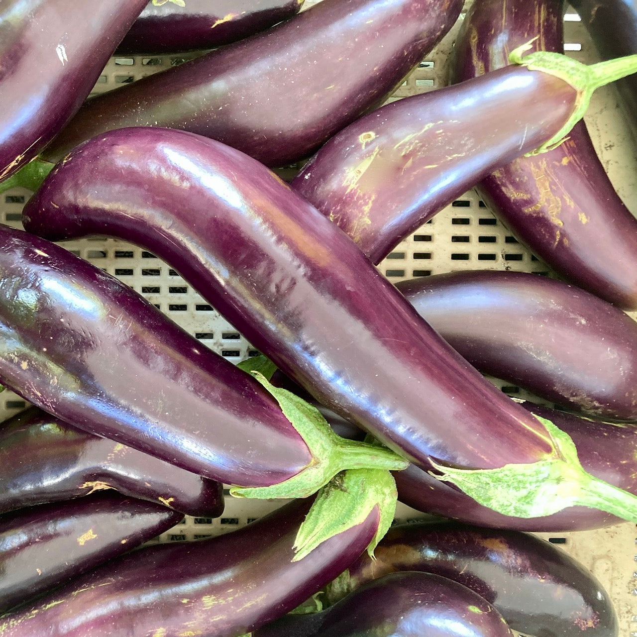 Za Hara Eggplant