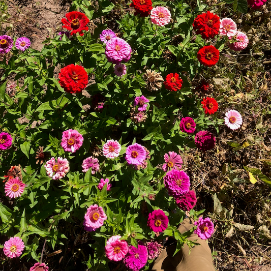 Northern Lights & Candy Cane Zinnia Mix