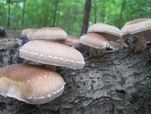 Shiitake Plug Spawn - Approximately 100 Plugs