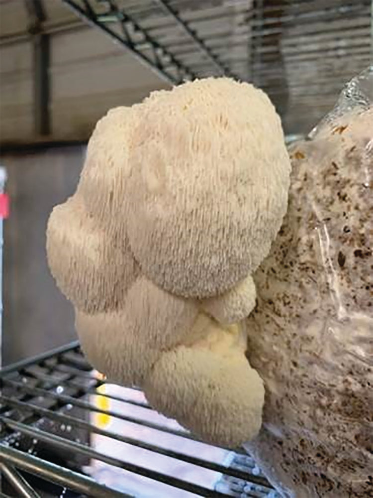 Lion'S Mane "Pom Pom" Plug Spawn