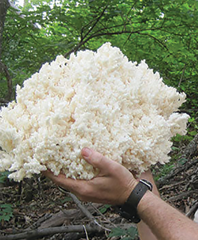 Lion'S Mane "Tufted" Plug Spawn