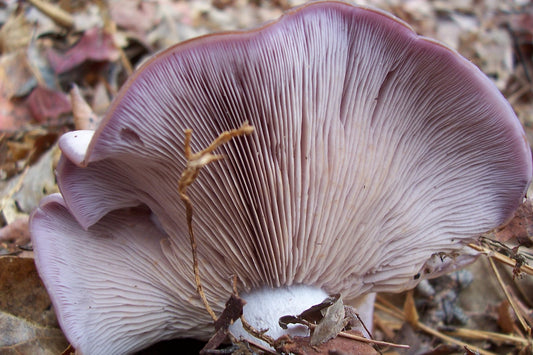 Blewit Spawn