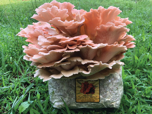 Oyster Mushroom Fruiting Kit