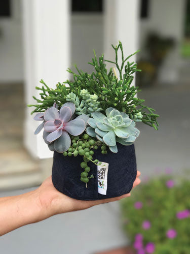 FABRIC PLANTER SUCCULENT KIT