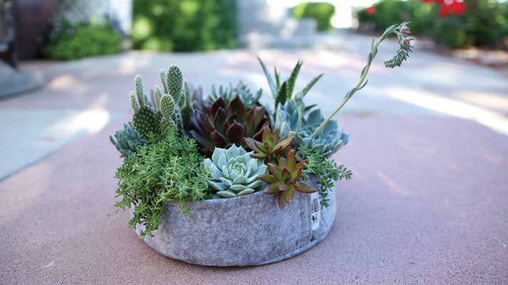 FABRIC PLANTER SUCCULENT KIT