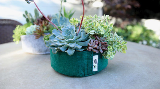 Fabric Planter Succulent Kit