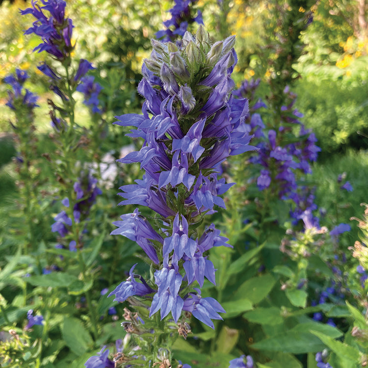 POLLINATOR GARDEN SEED KIT