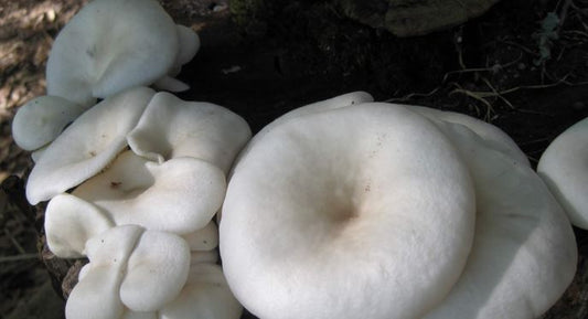Oyster Mushroom Fruiting Kit