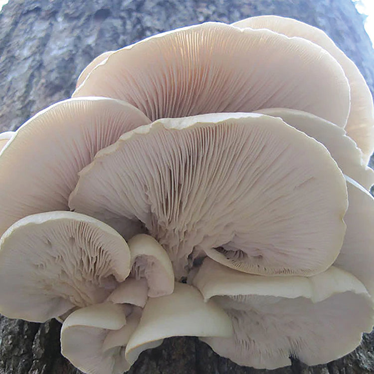 OYSTER PLUG SPAWN