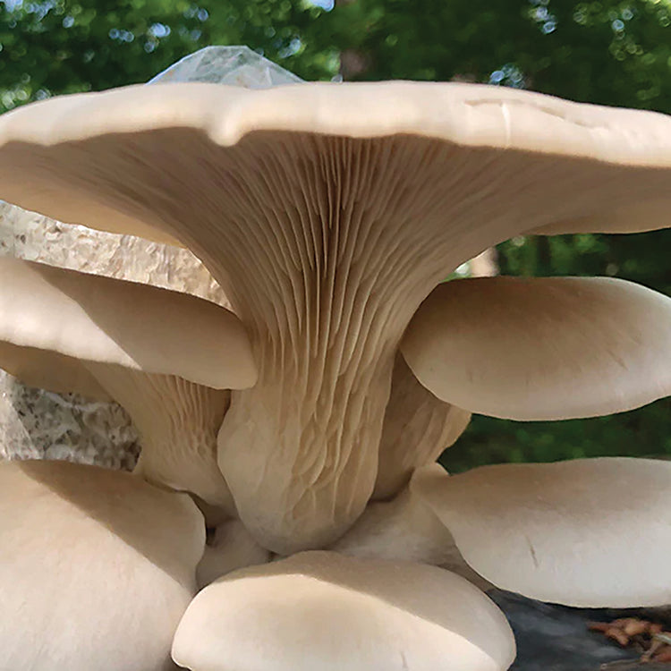 OYSTER PLUG SPAWN