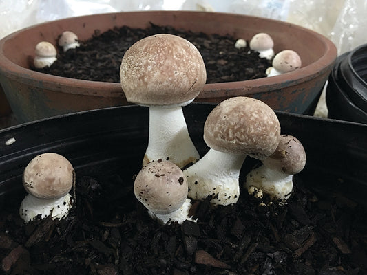 Garden Giant/King Stropharia Mushroom Spawn -5 Lb