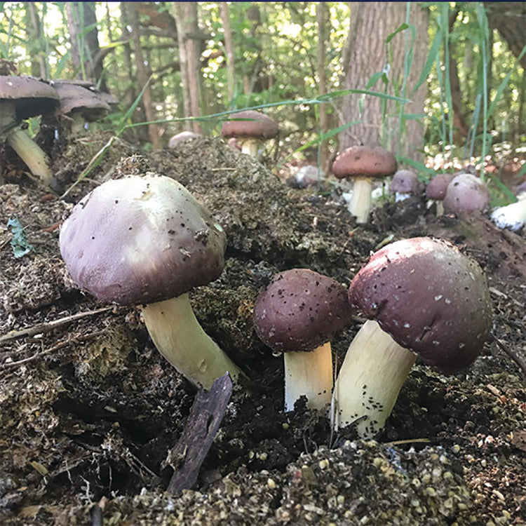 Garden Giant/King Stropharia Mushroom Spawn -5 Lb