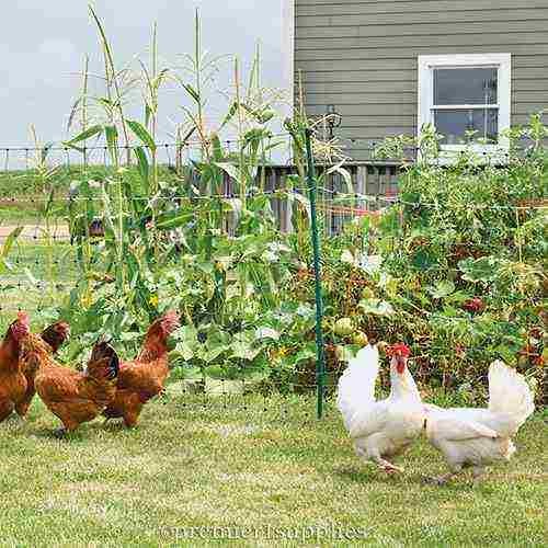 PoultryNet Plus 12/42/3 Starter Kit (Green/Black)