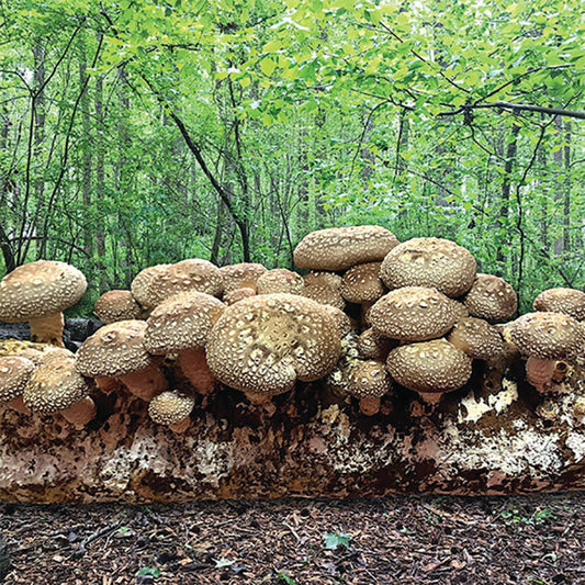 Shiitake Mushroom Fruiting Kit