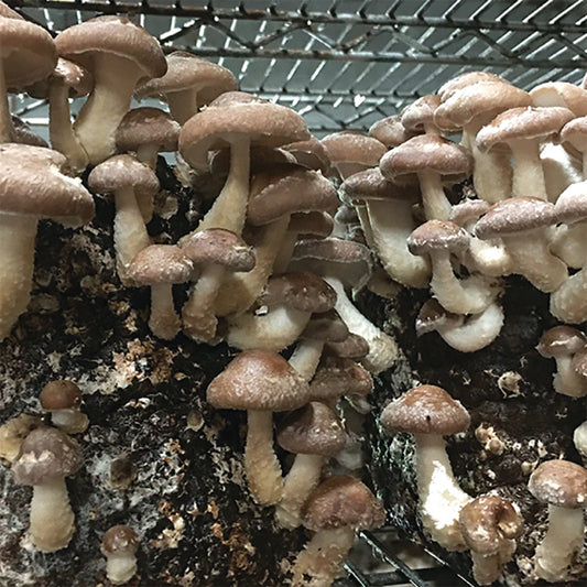 Shiitake Mushroom Fruiting Kit
