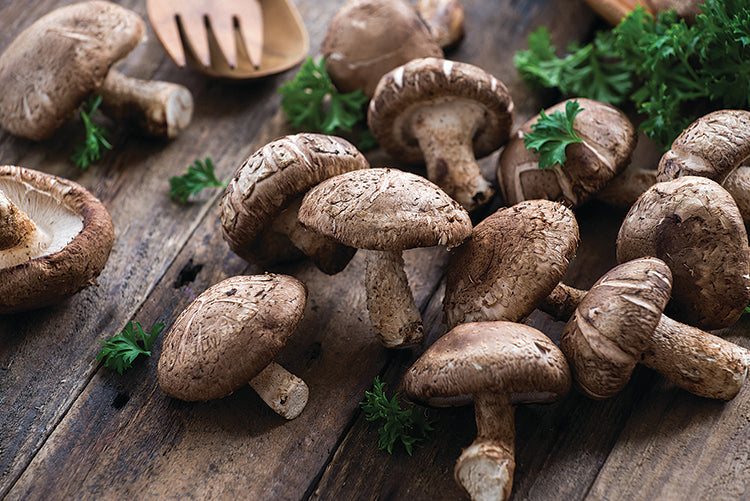 SHIITAKE MUSHROOM FRUITING KIT