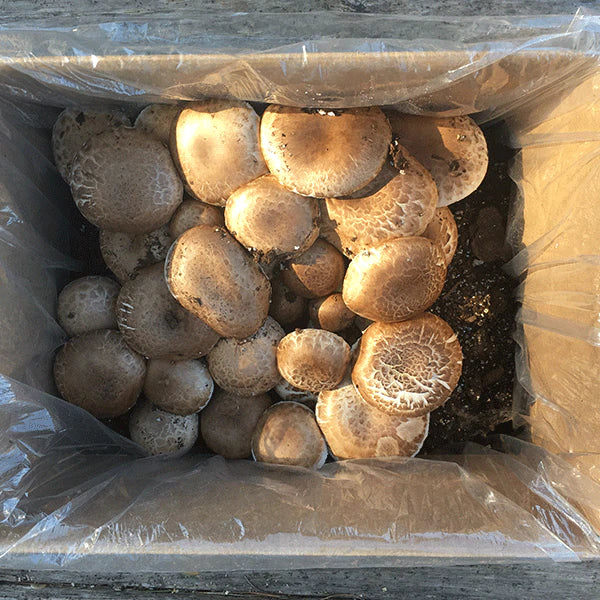 PORTABELLA MUSHROOM FRUITING KIT