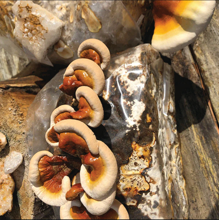 REISHI FRUITING KIT