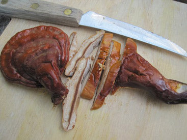 REISHI FRUITING KIT