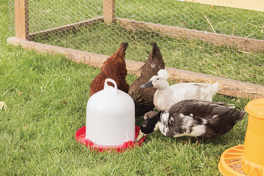 TOP FILL FOUNTAIN WATERER