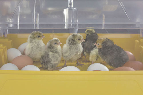 Ovation 28 Advance, Digital Egg Incubator