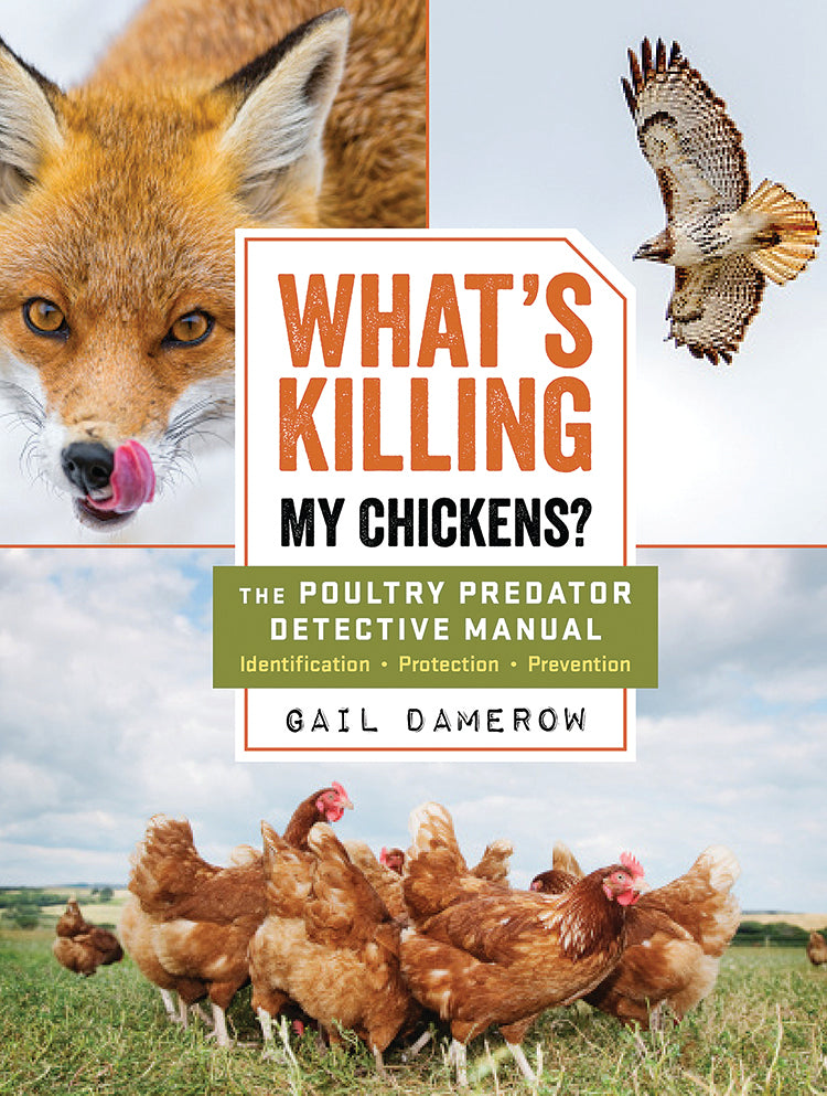 WHAT'S KILLING MY CHICKENS?