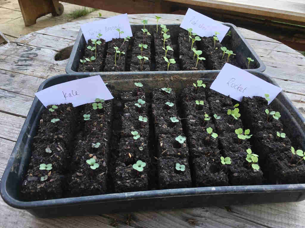 MICRO 20 SOIL BLOCKER