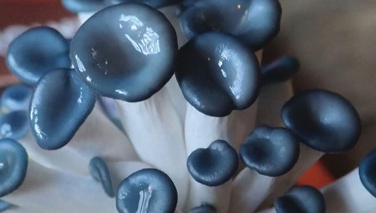BLUE OYSTER MUSHROOM GROWING KIT