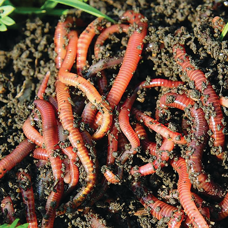 COMPOSTING WORMS
