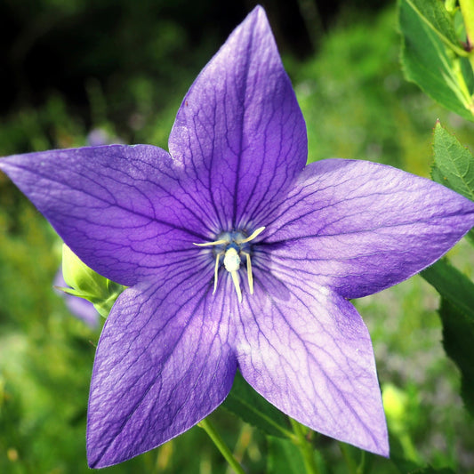 Balloon Flower (Platycodon grandiflorus)