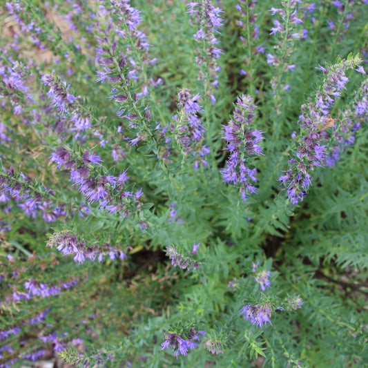 Hyssop, Official (Hyssopus officinalis)