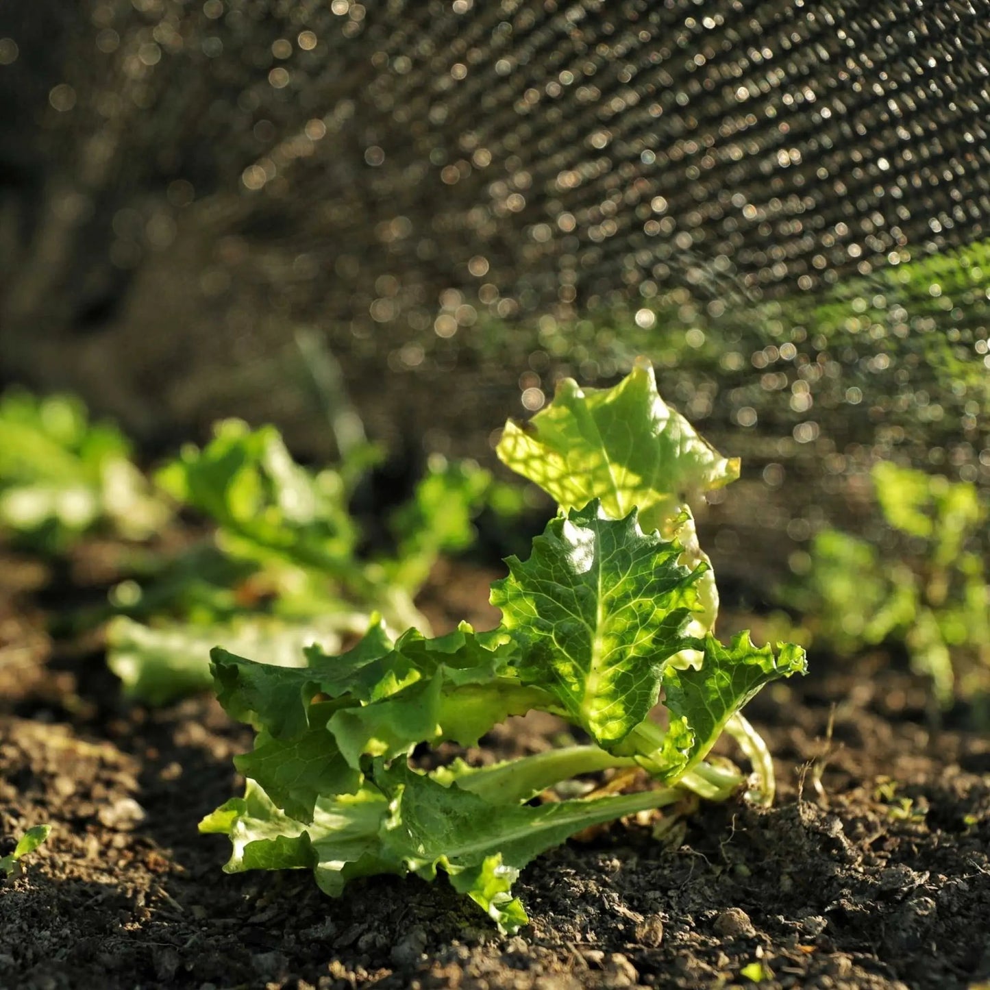 Greenhouse Shade Cloth - 30% Black